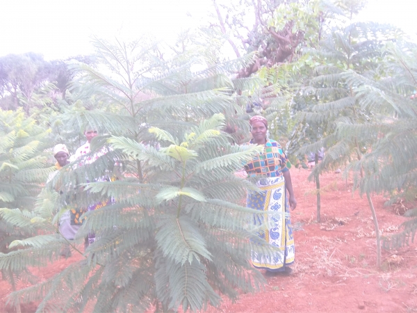 kengap horticulture  nairobi  kenya